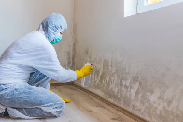 Licensed Mold Inspection service in Wittman, MD - WQB Mold Removal