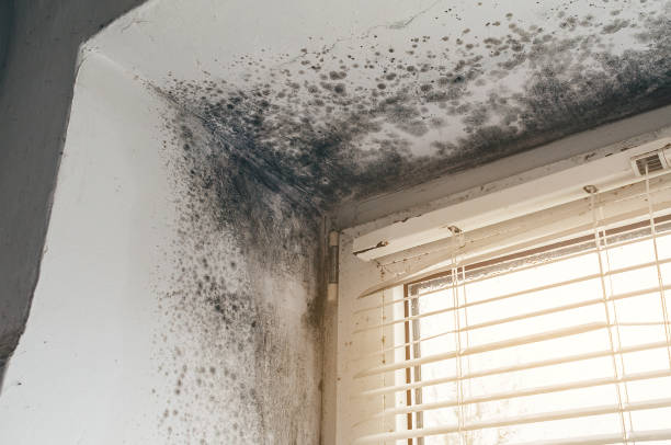 Affordable Mold Inspection solutions in Wittman, MD