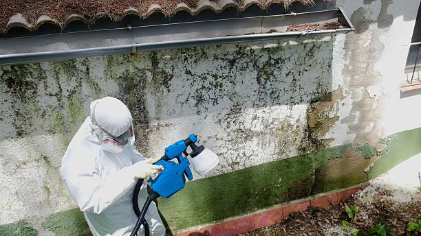 Top rated local Mold Inspection specialists in Wittman, MD